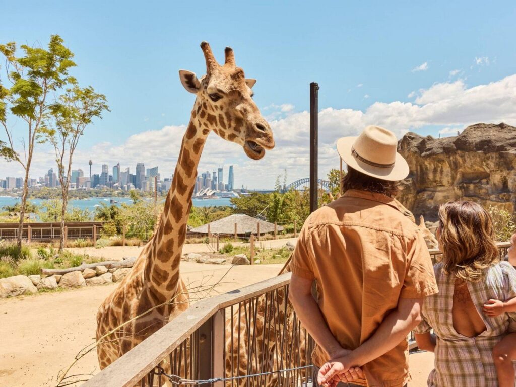 Overlooking the harbor, this zoo's got Aussie icons like kangaroos and koalas, plus giraffes feeding with city skyline views. The ferry ride there is half the fun – pro tip: catch the free bird show.