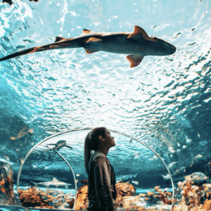 Discover Ripley's Aquarium of Canada! Explore nine galleries