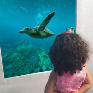 Explore the famous Zenobia shipwreck and marine life from an underwater cabin on a Larnaca mini cruise. Includes a swim stop. Book your tickets now!