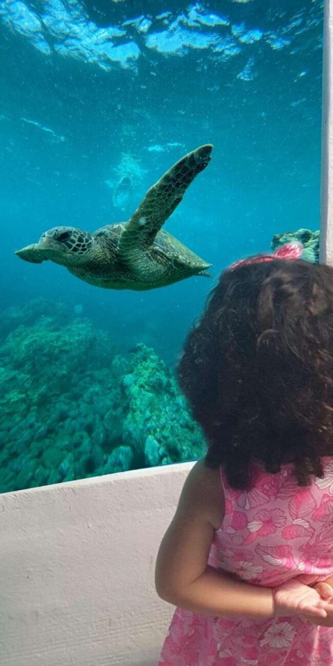 Explore the famous Zenobia shipwreck and marine life from an underwater cabin on a Larnaca mini cruise. Includes a swim stop. Book your tickets now!