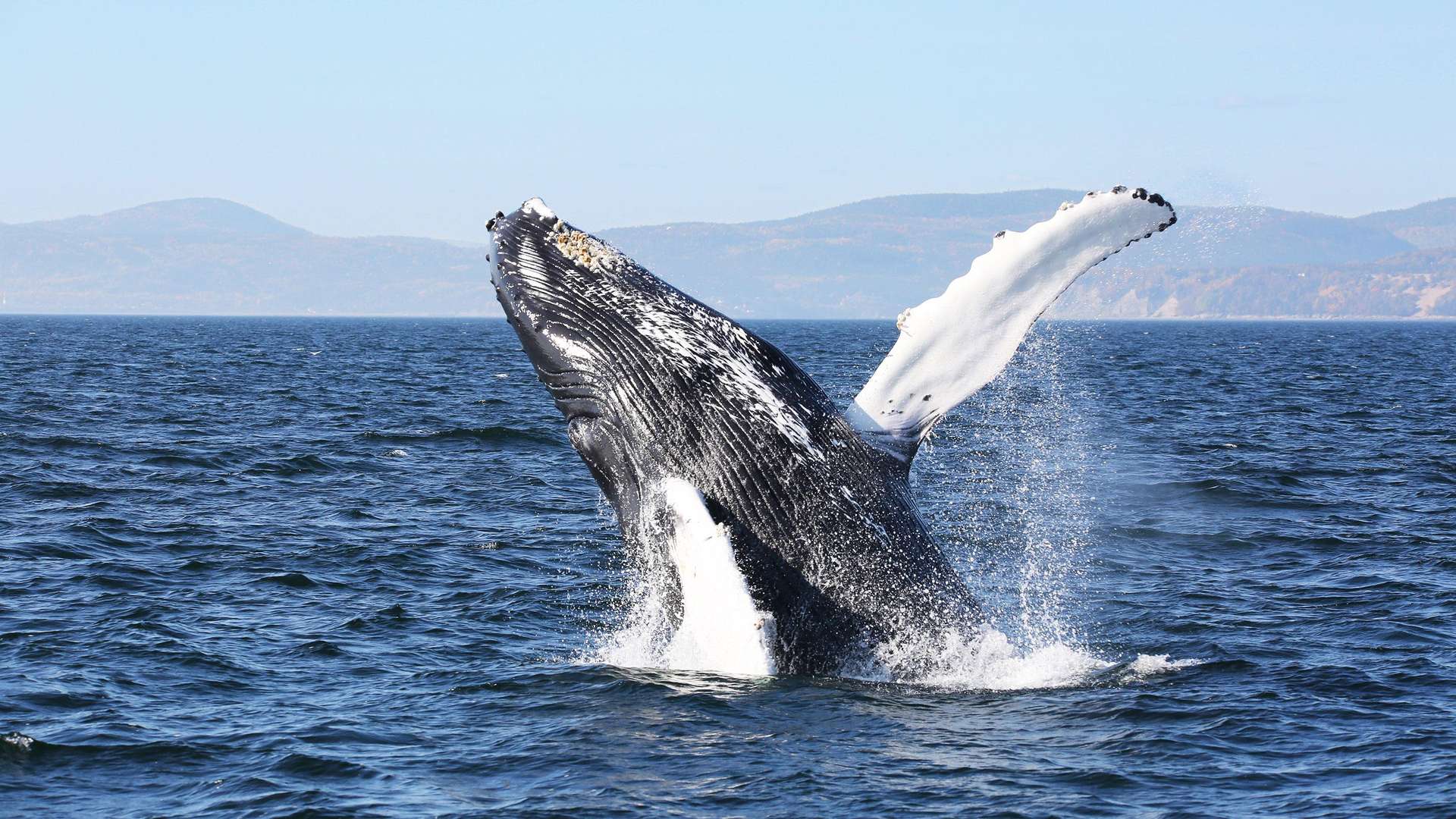 Quebec City: Whale Watching Full-Day Guided Tour & Fjord Experience Tickets - Image 5