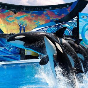 Discover SeaWorld Orlando's thrilling rides and amazing animal shows like One Ocean. Get combo tickets for Busch Gardens and Aquatica Waterpark. Check availability today!