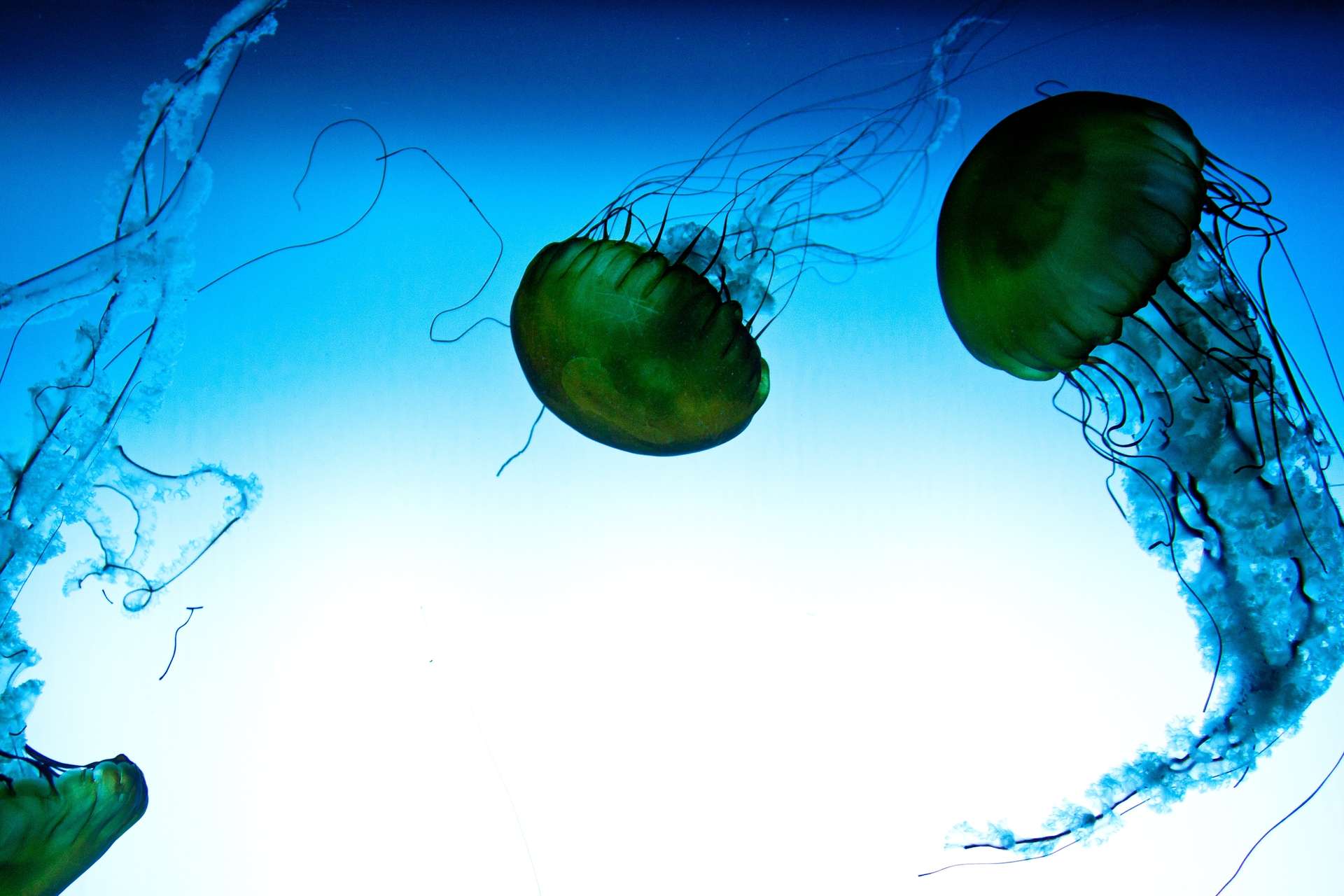 just 15 minutes from downtown. Enjoy polar bears