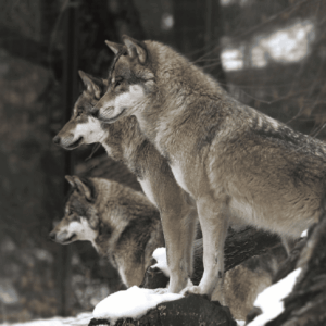 Experience the Alpine Zoo and stunning panoramic views from the 2