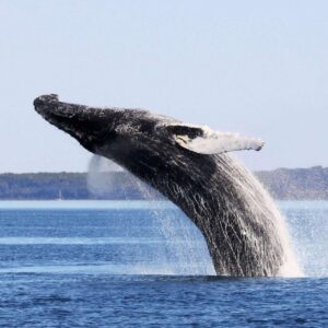Experience an unforgettable full-day whale watching tour from Quebec City to Saguenay-St. Lawrence Marine Park. Choose boat or zodiac. Book your tickets now!