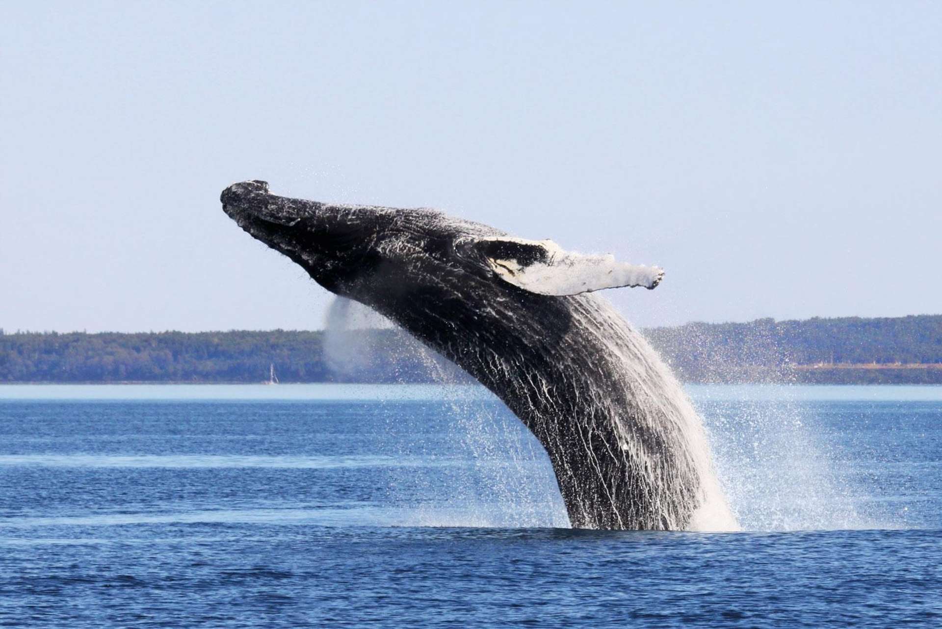Experience an unforgettable full-day whale watching tour from Quebec City to Saguenay-St. Lawrence Marine Park. Choose boat or zodiac. Book your tickets now!