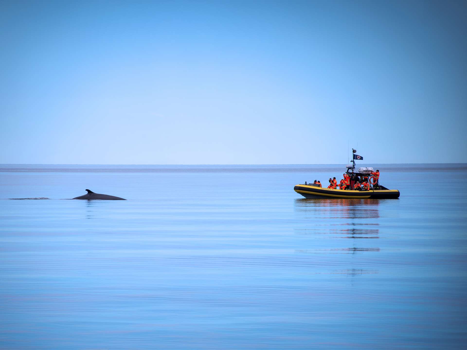 Quebec City: Whale Watching Full-Day Guided Tour & Fjord Experience Tickets - Image 4