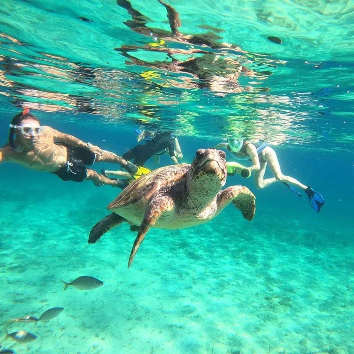 Snorkel with sea turtles in Paphos using sea scooters! Explore crystal-clear waters in a small group with expert guides. Book your adventure now!