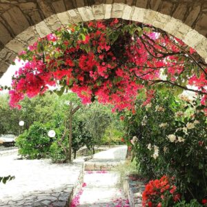 Experience traditional Cyprus with halloumi making