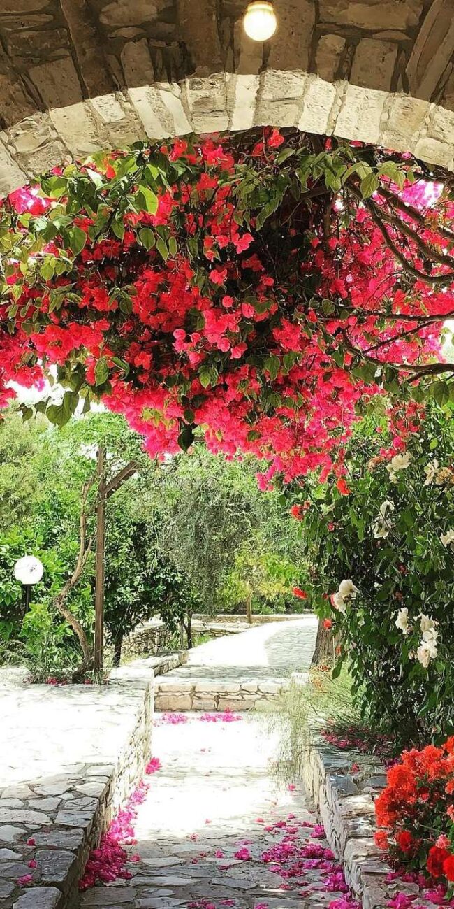 Experience traditional Cyprus with halloumi making