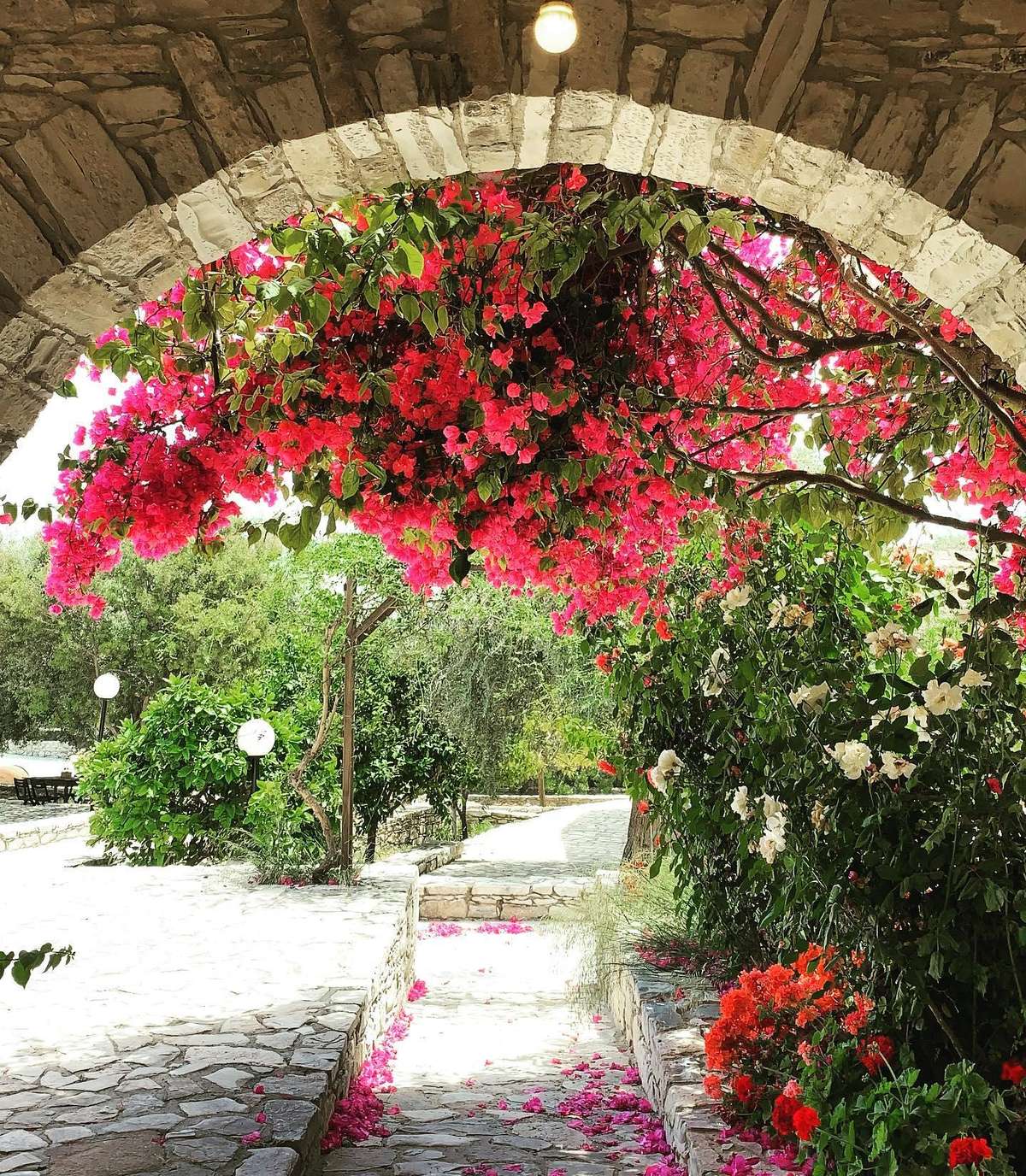 Experience traditional Cyprus with halloumi making